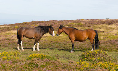 Wild ponies Quantock Hills Somerset England with purple heather