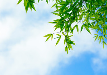 Obraz premium Green bamboo leaves against the sky