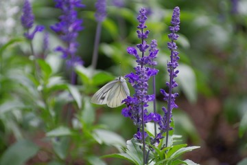 ラベンダーにとまるモンシロチョウ