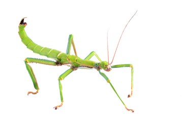 green stick insect Diapherodes gigantea isolated