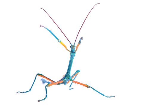 Madagascar stick insect Achrioptera fallax isolated