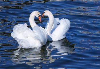 Lovely white swan couple mating in spring.