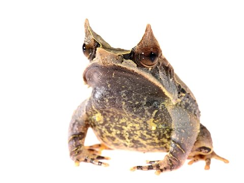 The long-nosed horned frog Megophrys nasuta isolated on white