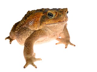 Obraz premium The cane toad (giant marine toad) Bufo marinus isolated on white