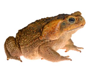 Naklejka premium The cane toad (giant marine toad) Bufo marinus isolated on white