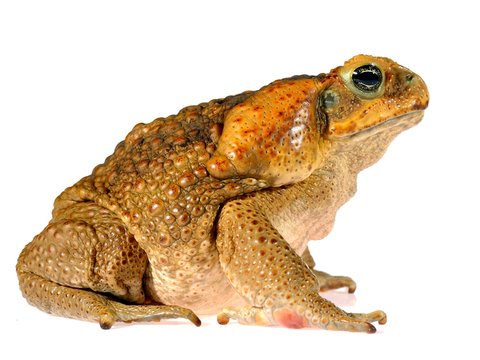 The cane toad (giant marine toad) Bufo marinus isolated on white