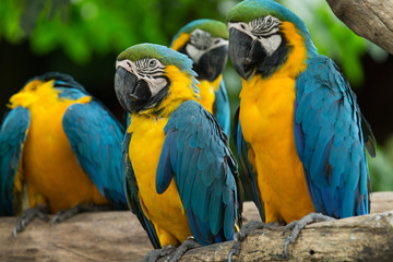 macaw bird