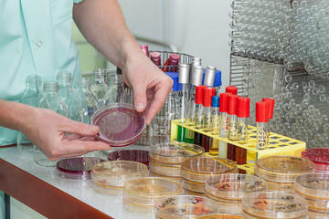 Chemist working with bacteria