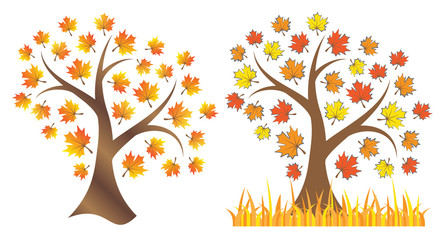 Autumn tree on white background