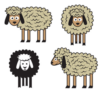 Sheep set on  white background. Vector illustration.