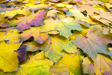 autumn leaves