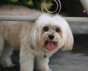 Portrait of Shih Tzu