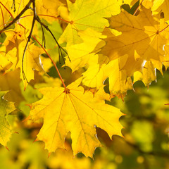 Naklejka na ściany i meble Yellow autumn maple leaves on a tree