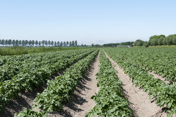 Fototapeta na wymiar patato fields in holland