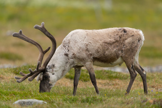 Ren, Reindeer, Rangifer tarandus