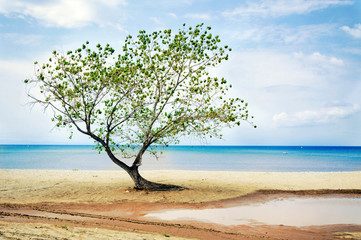Fototapeta na wymiar Tree at beach
