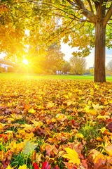 Fototapete Rund Sunny autumn foliage © sborisov