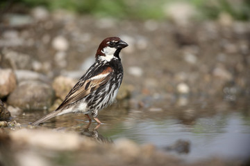 Spanish sparrow, Passer hispaniolensis