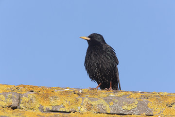 Starling, Sturnus vulgaris