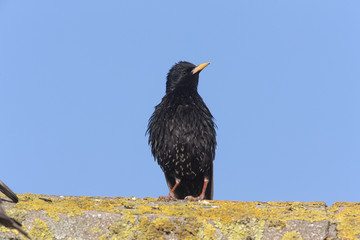 Starling, Sturnus vulgaris