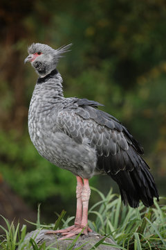 Southern screamer, Chauna torquata