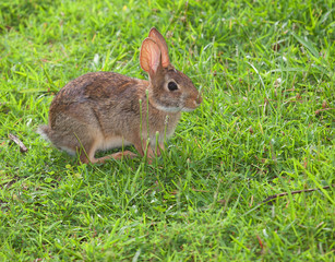 Fototapeta premium Grassy rabbit