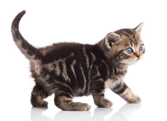 kitten on a white background