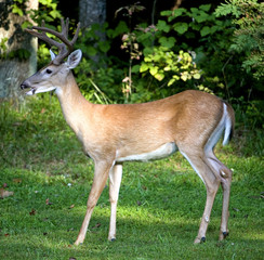 Standing buck