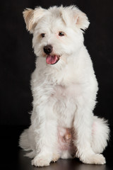 Young white dog on black background