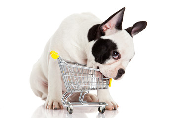 French Bulldog with shopping cart isolated on white. Funny littl