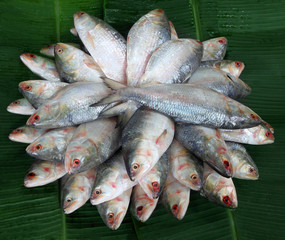 Pile of fresh Ilish fish of Southeast Asia