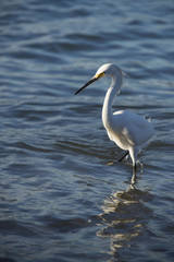 Great White Heron
