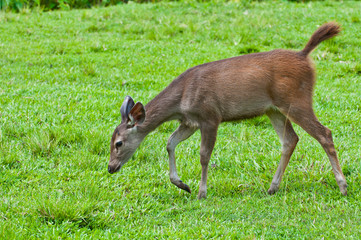 young deer on nature background