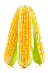 Ears of corn isolated on a white background © monticellllo