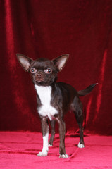 Fototapeta na wymiar Chihuahua standing portrait