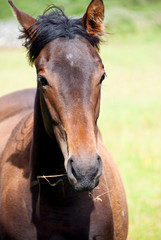 Obraz premium Head shot of a horse chewing straw.