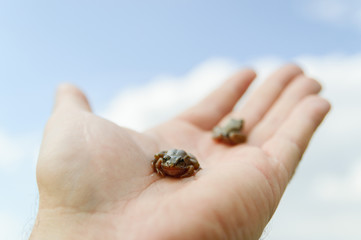 frog