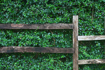 The green of nature wall