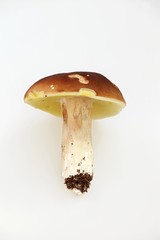 oak mushroom - Boletus reticulatus