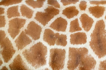 Gordijnen Realistic giraffe texture  for background © grondetphoto
