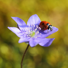 Single Ladybug on violet flower in springtime