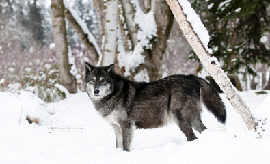 Obraz premium Wolf in winter