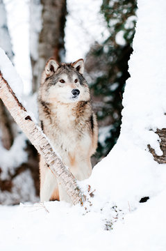 Wolf in winter woods