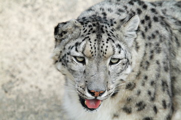 the rare snow leopard