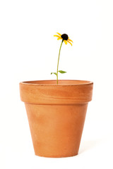 Single Black-Eyed Susan in Old Terra Cotta Flower Pot