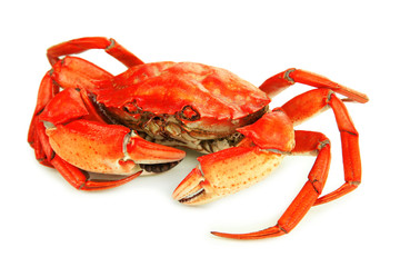 Boiled crab isolated on white