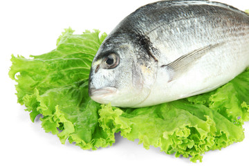 Dorado fish isolated on white