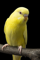 the yellow parrot is on a branch