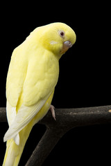 the yellow parrot is on a branch