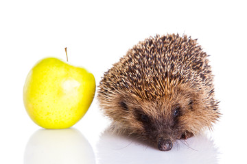 hedgehog isolated on white background